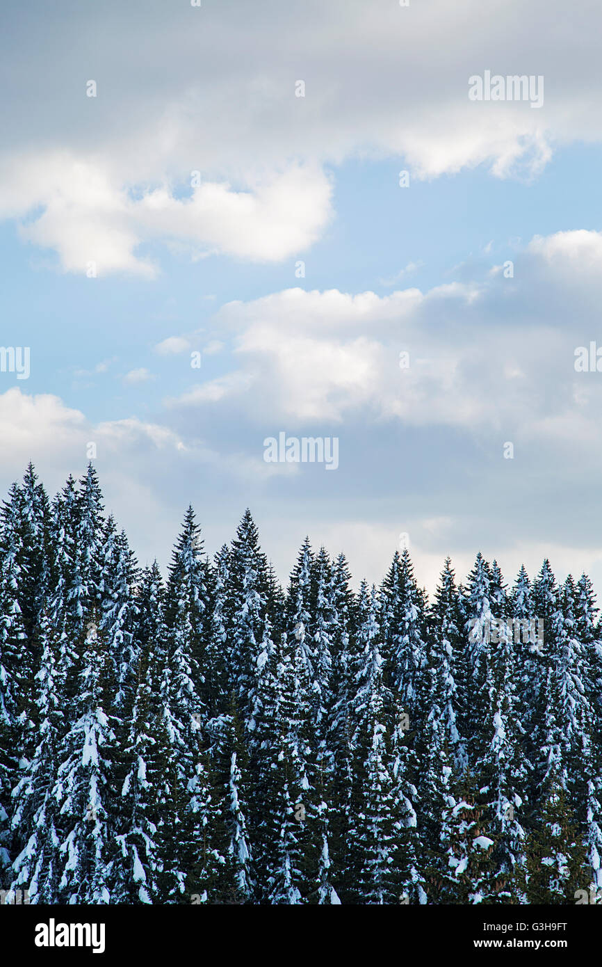 Trees under the snow in the wintertime on a mountain Stock Photo