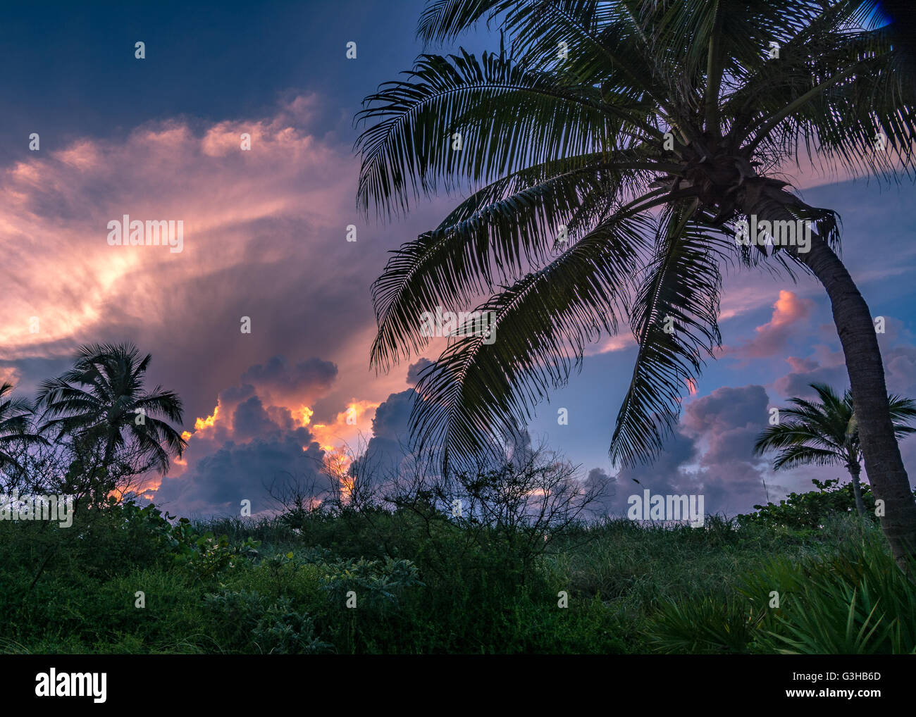 Palm tress & pink clouds Stock Photo