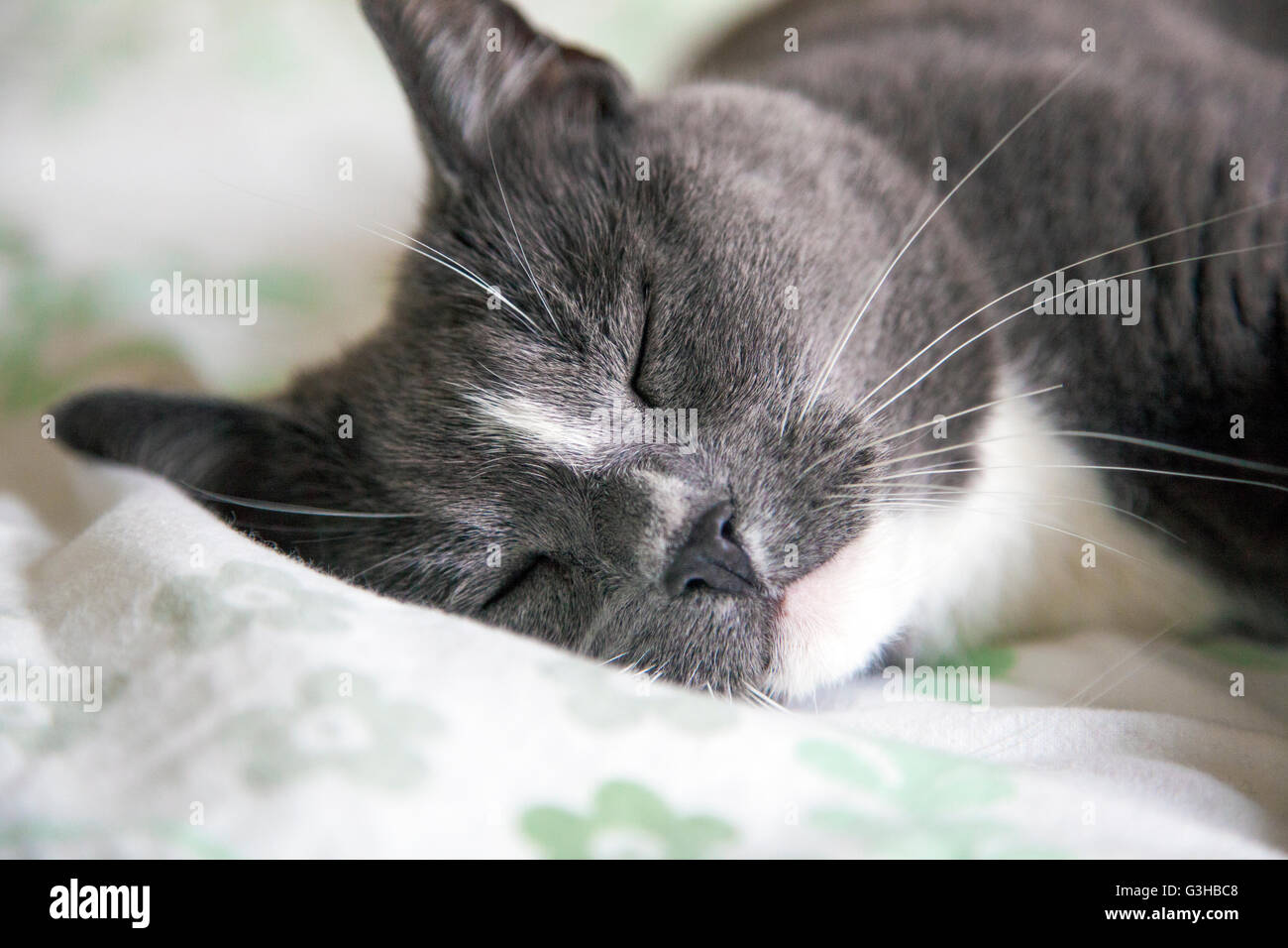 Close-up of a cat sleeping in bed Stock Photo
