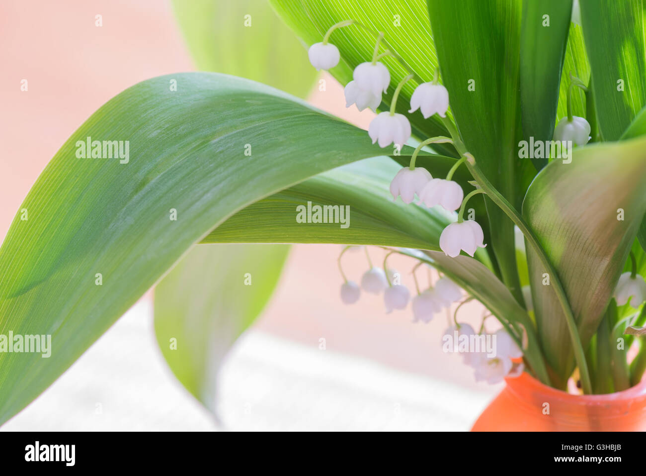 Bouquet of lily of the Valley Stock Photo - Alamy