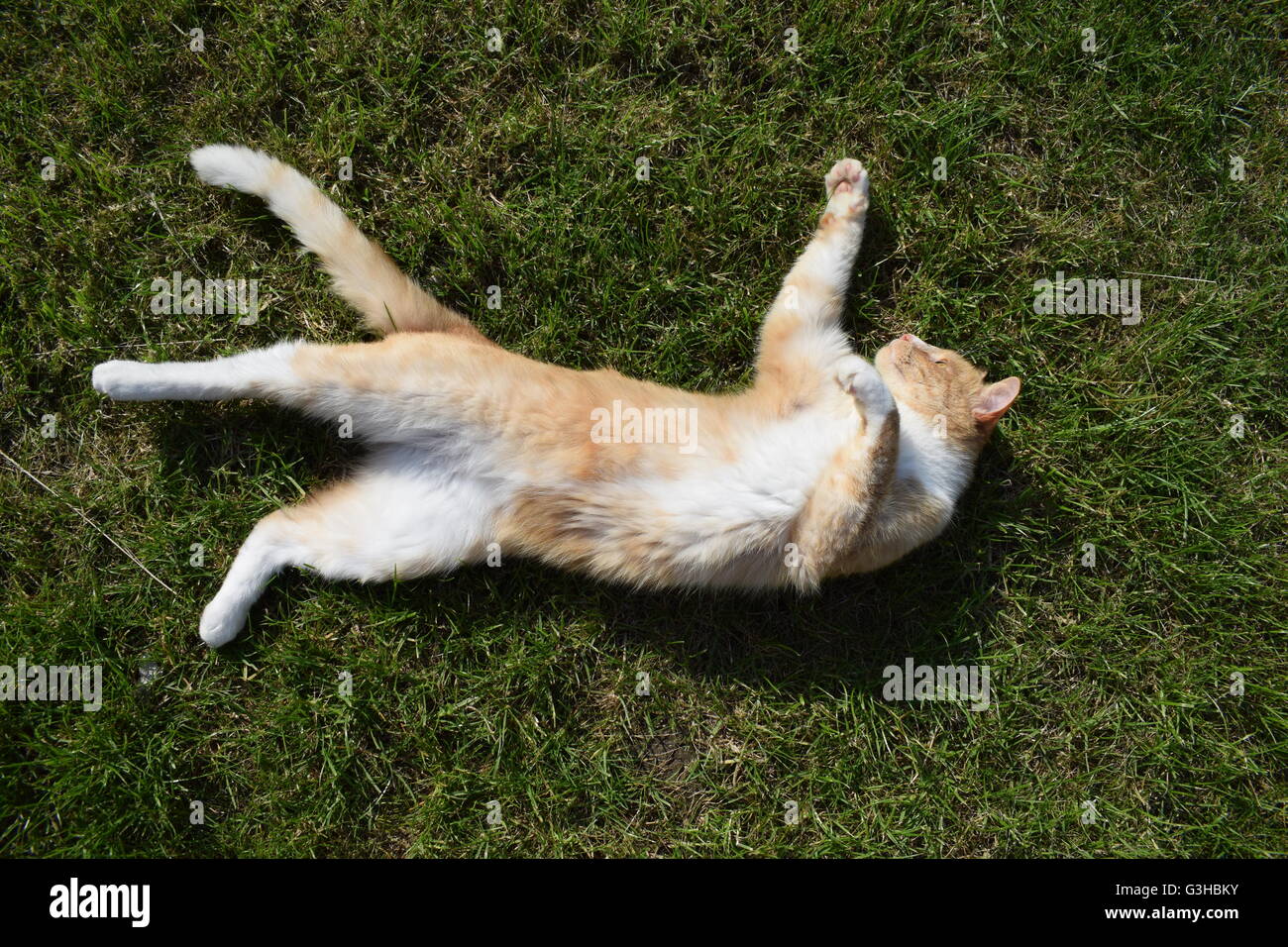 Ginger cat sprawled out on its back on the grass Stock Photo