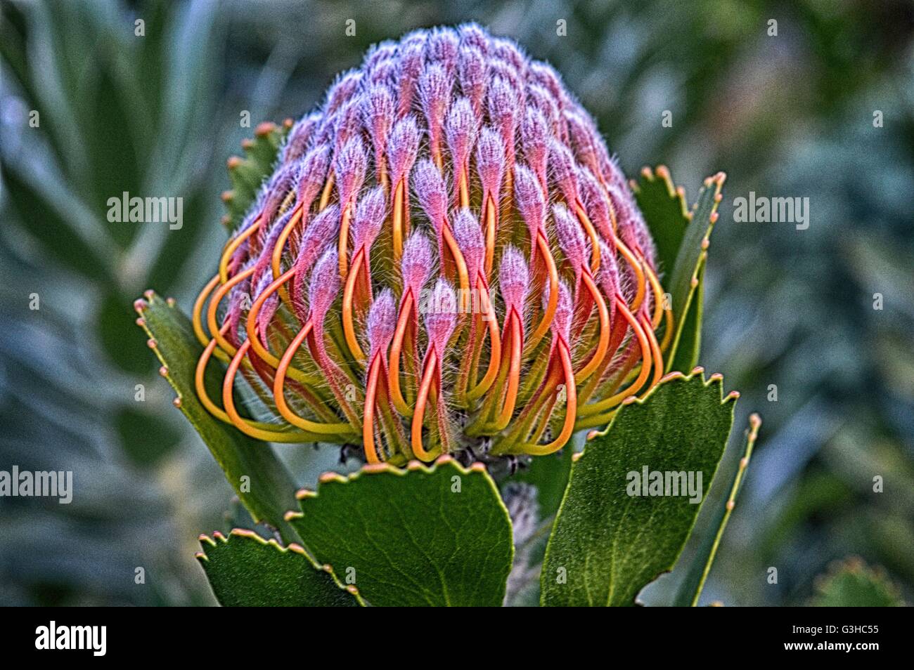 Protea Flower Kirstenbosch National Botanical Garden, Cape Town