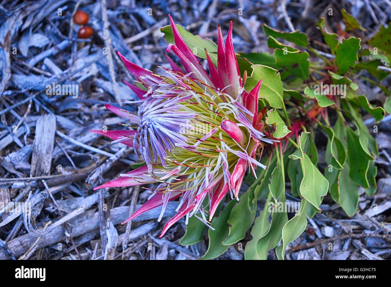 Protea Flower @ Kirstenbosch National Botanical Garden, Cape Town, South Africa Stock Photo