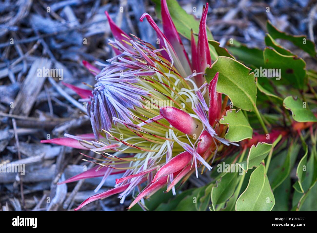 Protea Flower @ Kirstenbosch National Botanical Garden, Cape Town, South Africa. Stock Photo