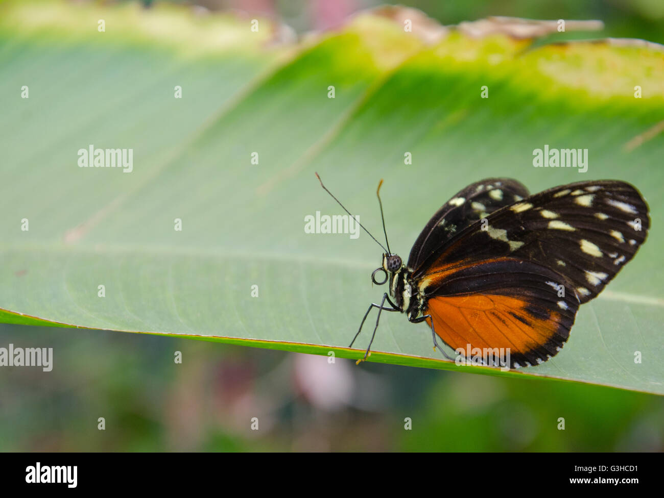 Heliconius hecale butterfly sitting on a leaf Stock Photo