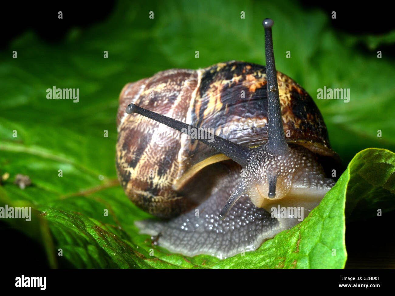 Close up of garden snail Stock Photo Alamy