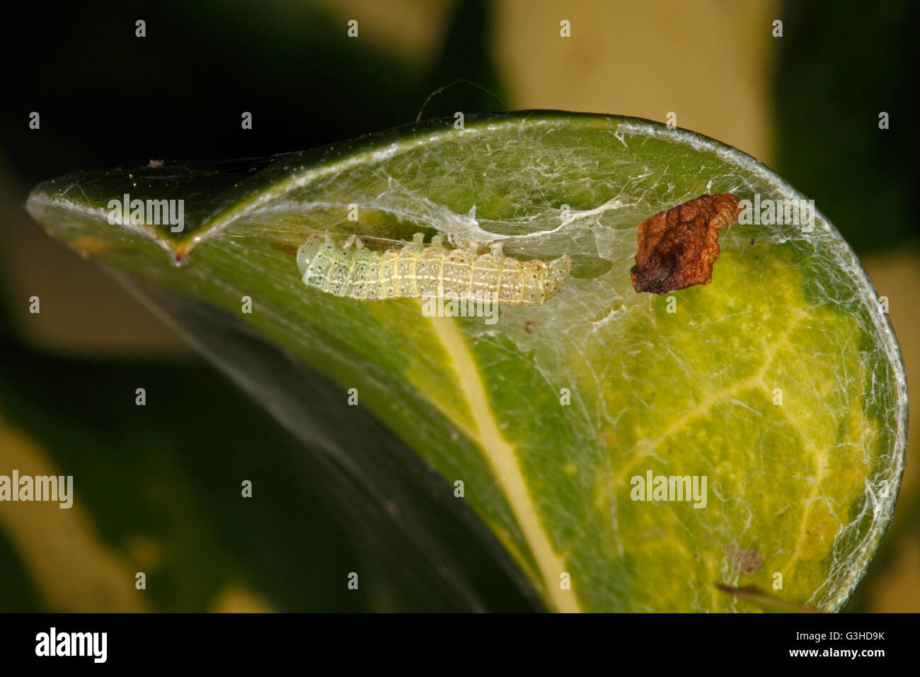 Holly blue caterpillar on underside of Holly leaf Stock Photo Alamy