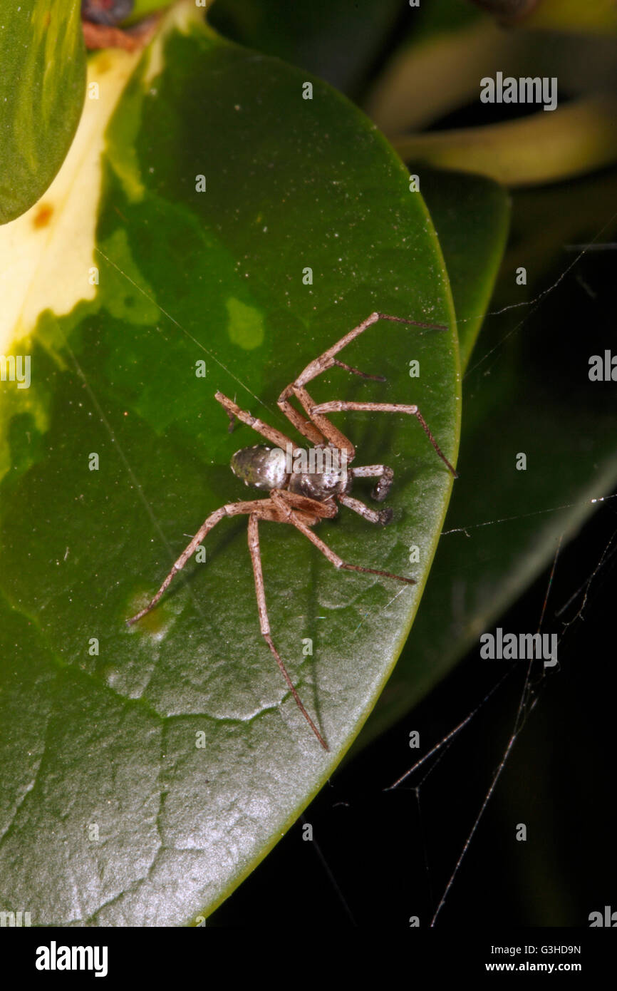 Philodromus aureolus male Running crab spider Stock Photo Alamy