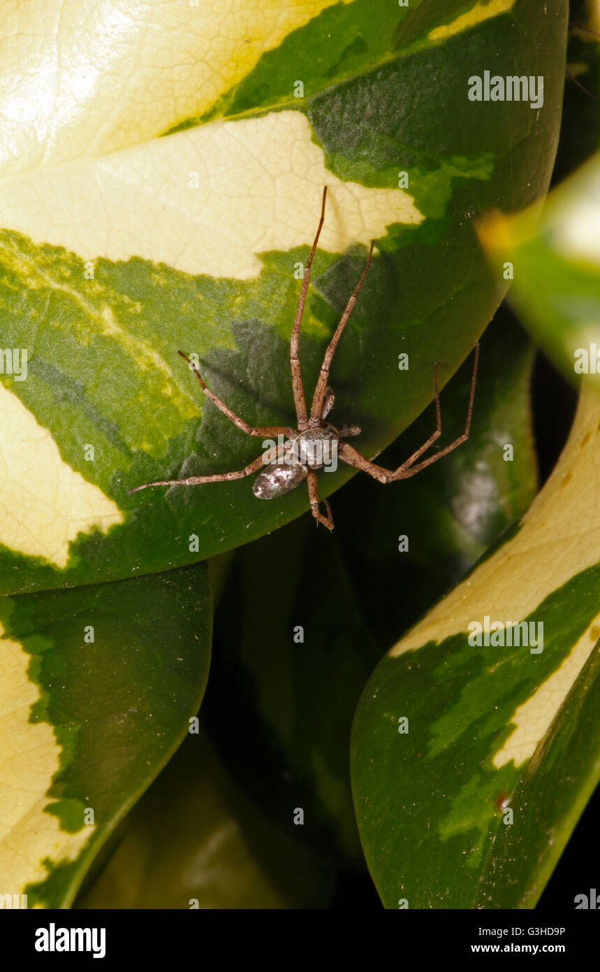 Philodromus aureolus male Running crab spider Stock Photo Alamy