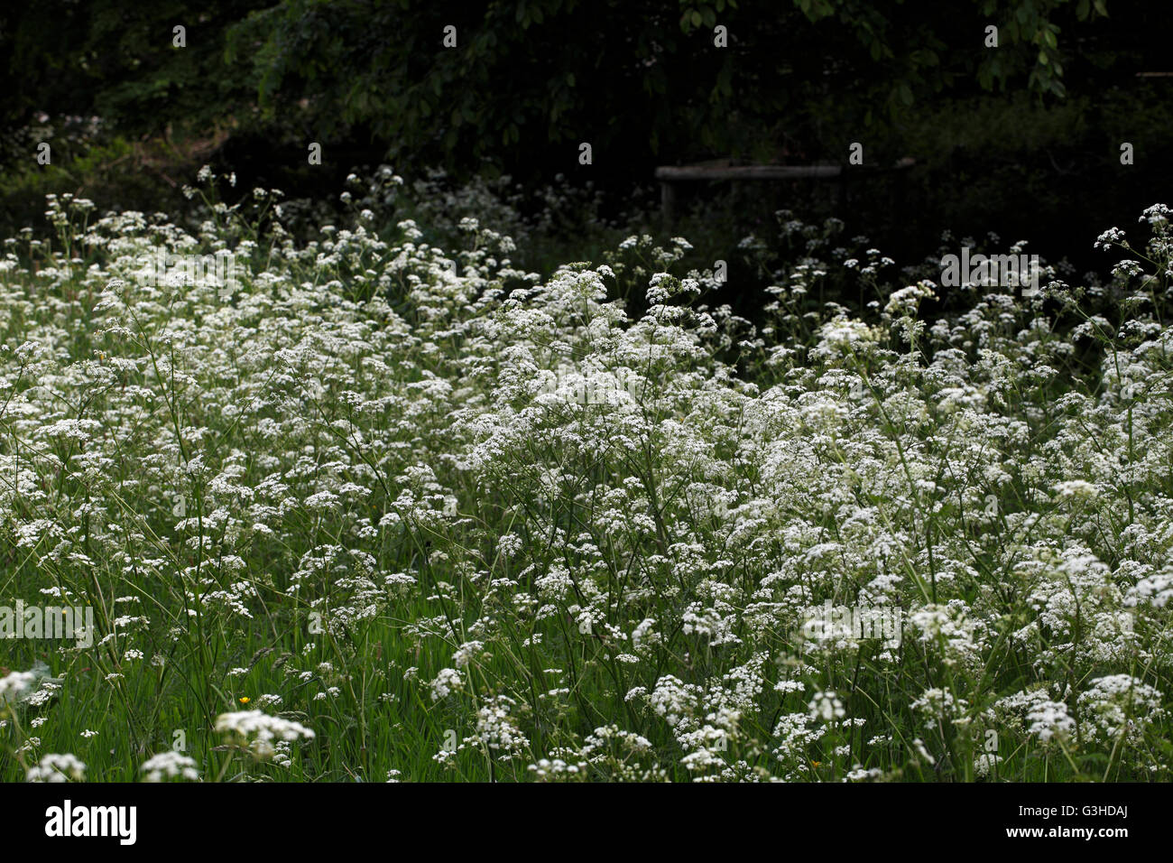 Anthriscus sylvestris, known as cow parsley wild chervil wild beaked parsley, keck or Queen Anne's lace Stock Photo