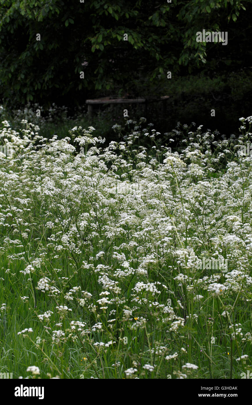 Anthriscus sylvestris, known as cow parsley wild chervil wild beaked parsley, keck or Queen Anne's lace Stock Photo