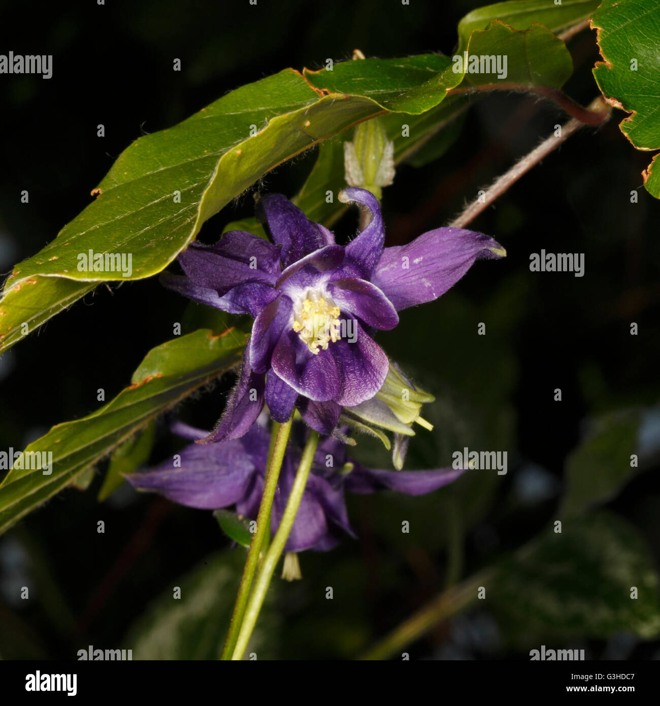 Aquilegia vulgaris columbine blue. Aquilegia flabellata Stock Photo