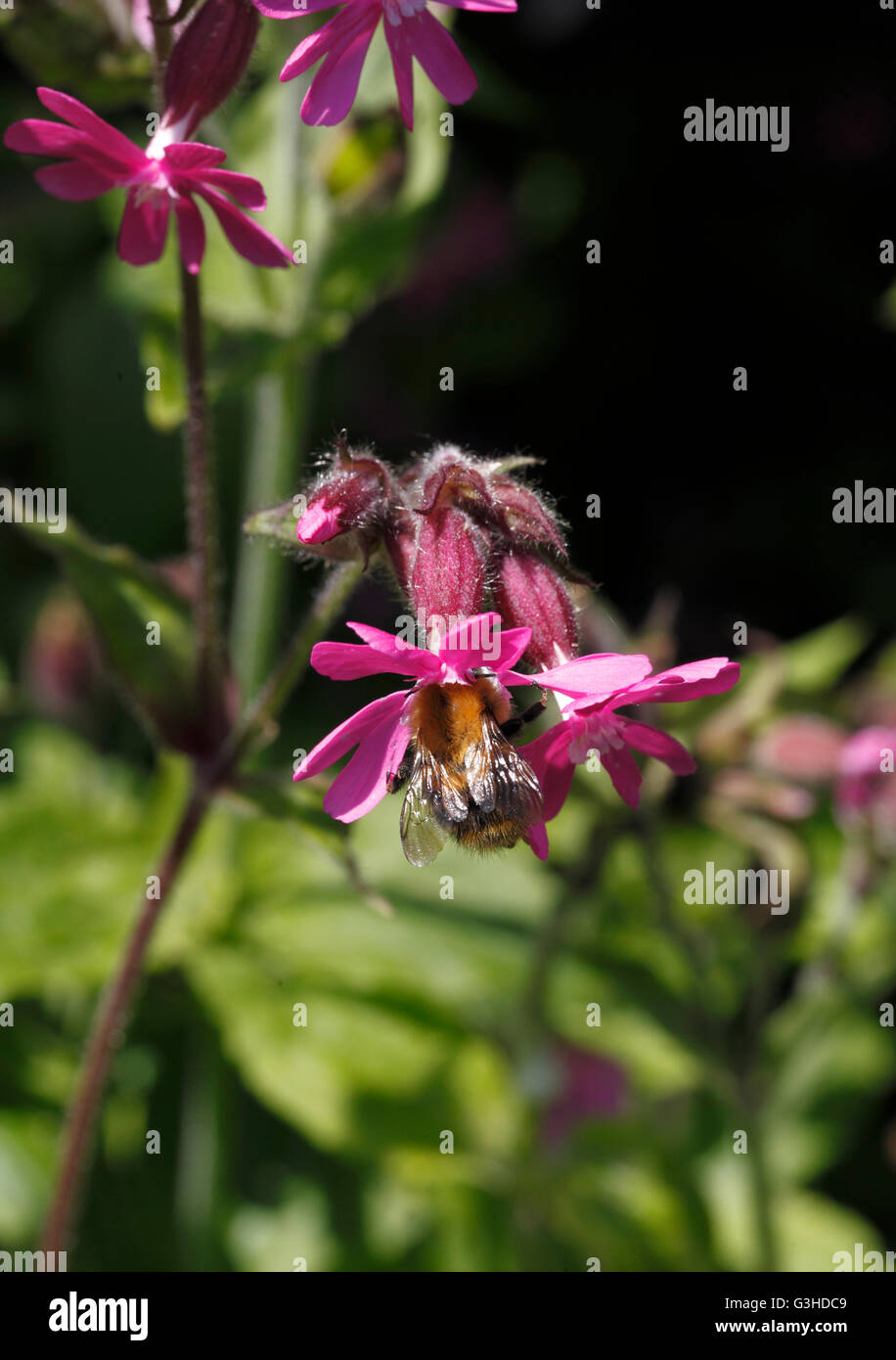 Bee pollinating red campion flower. Silene dioica Stock Photo