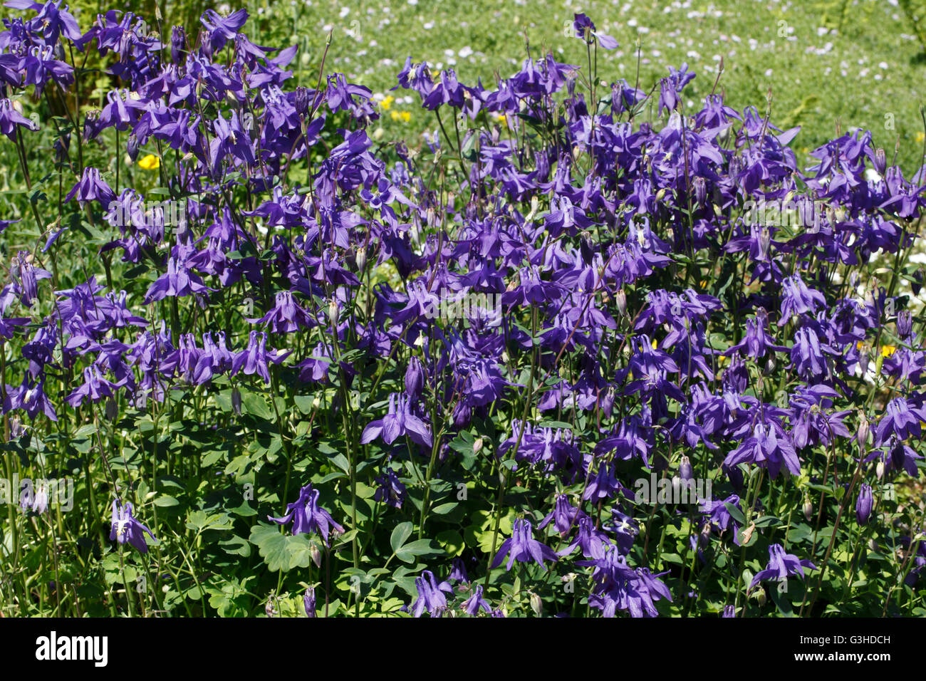 Aquilegia vulgaris columbine blue. Aquilegia flabellata 'Blue Angel' Stock Photo