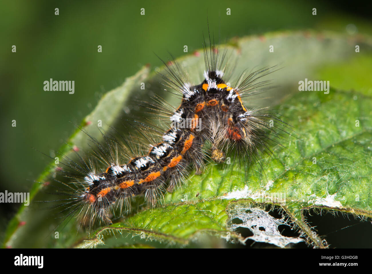 Yellow-tail moth (Euproctis similis) caterpillar. Larva of moth in the family Erebidae (formerly Lymantriidae) covered with hair Stock Photo