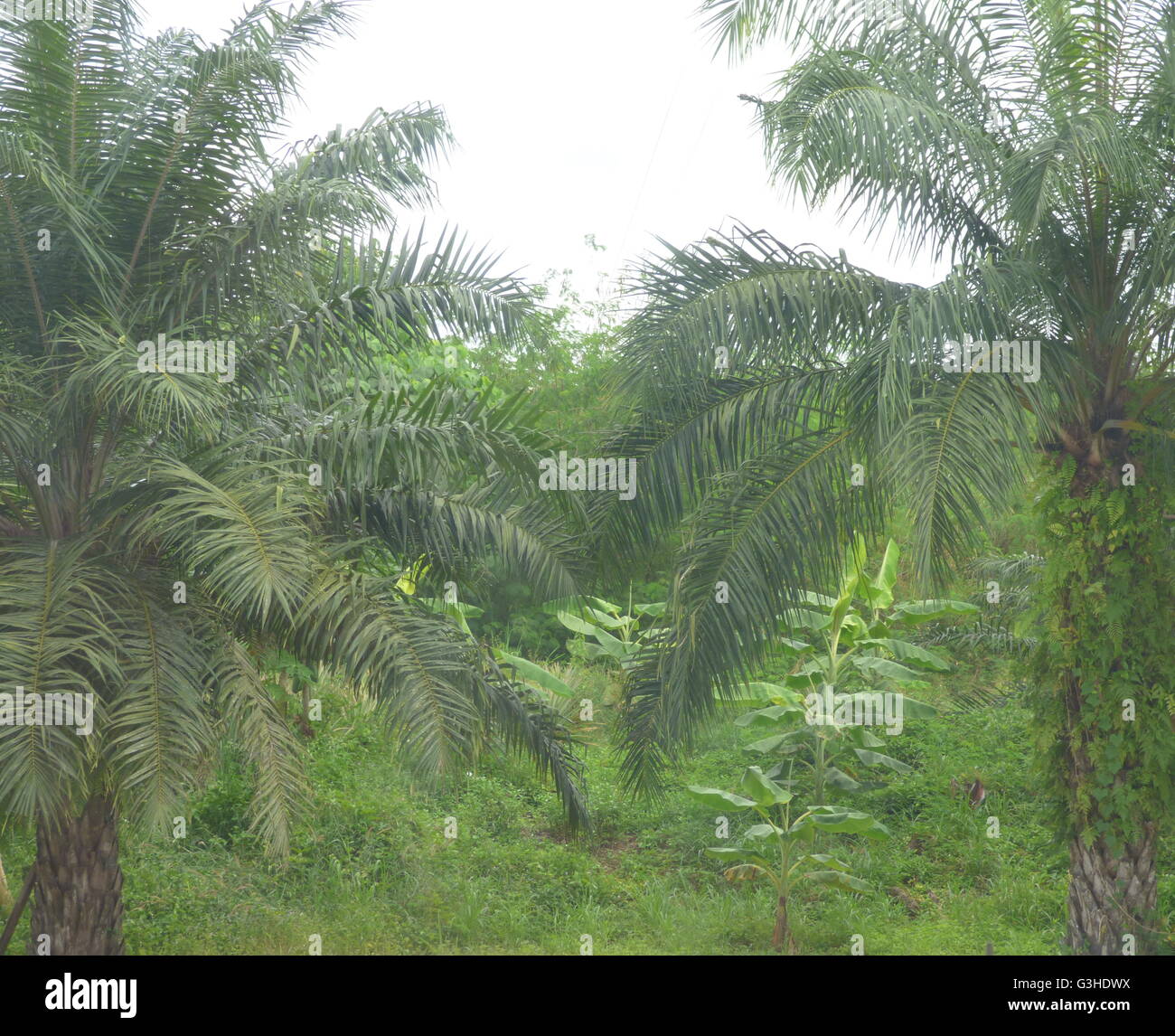 green palm trees jungle background photo at asia thailand Stock Photo ...