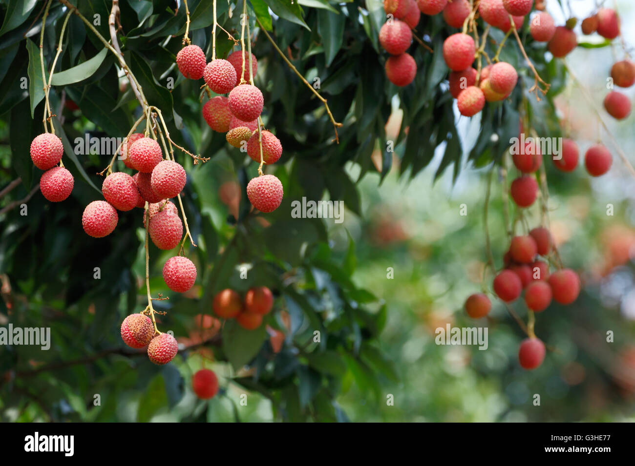 Lychee (Litchi chinensis) the tropical and subtropical fruits native to China Stock Photo