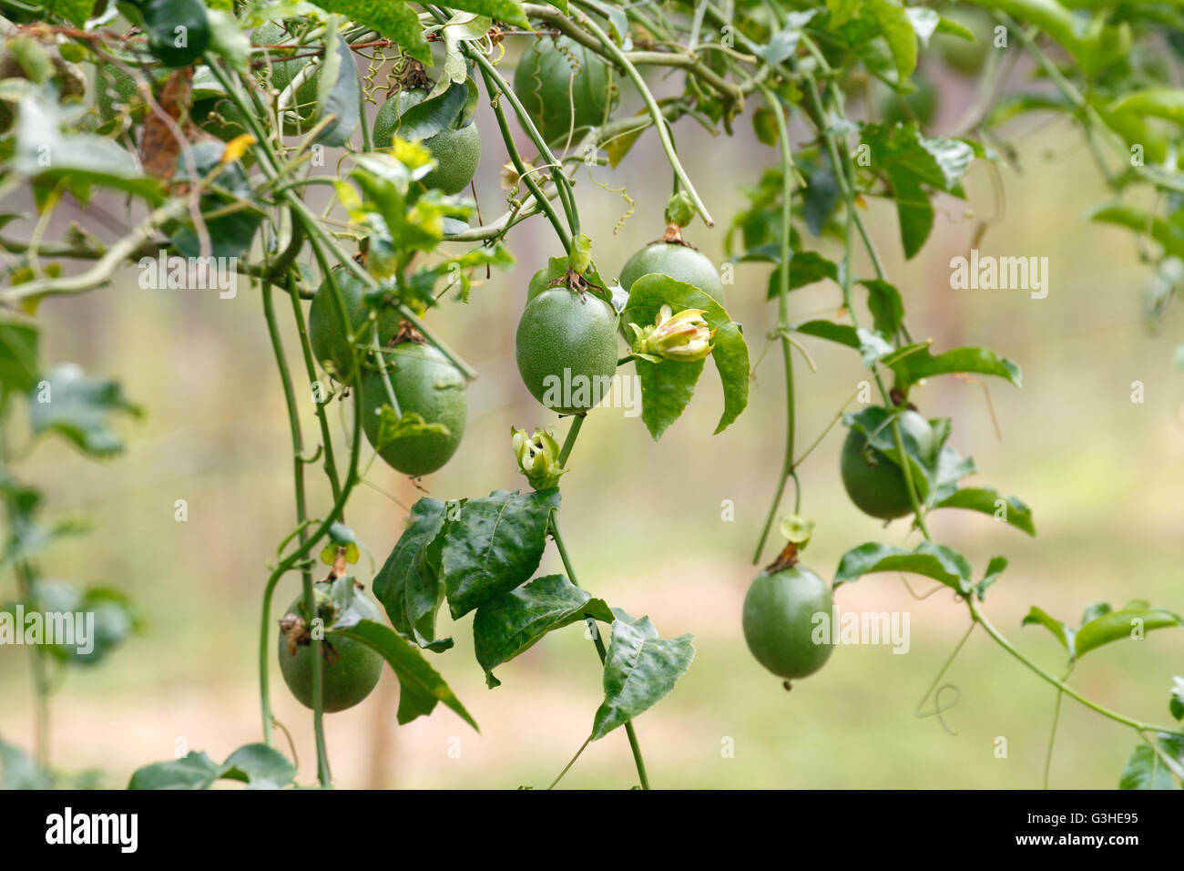 Passion fruit / Passionfruit (Passiflora edulis) growing and have fresh