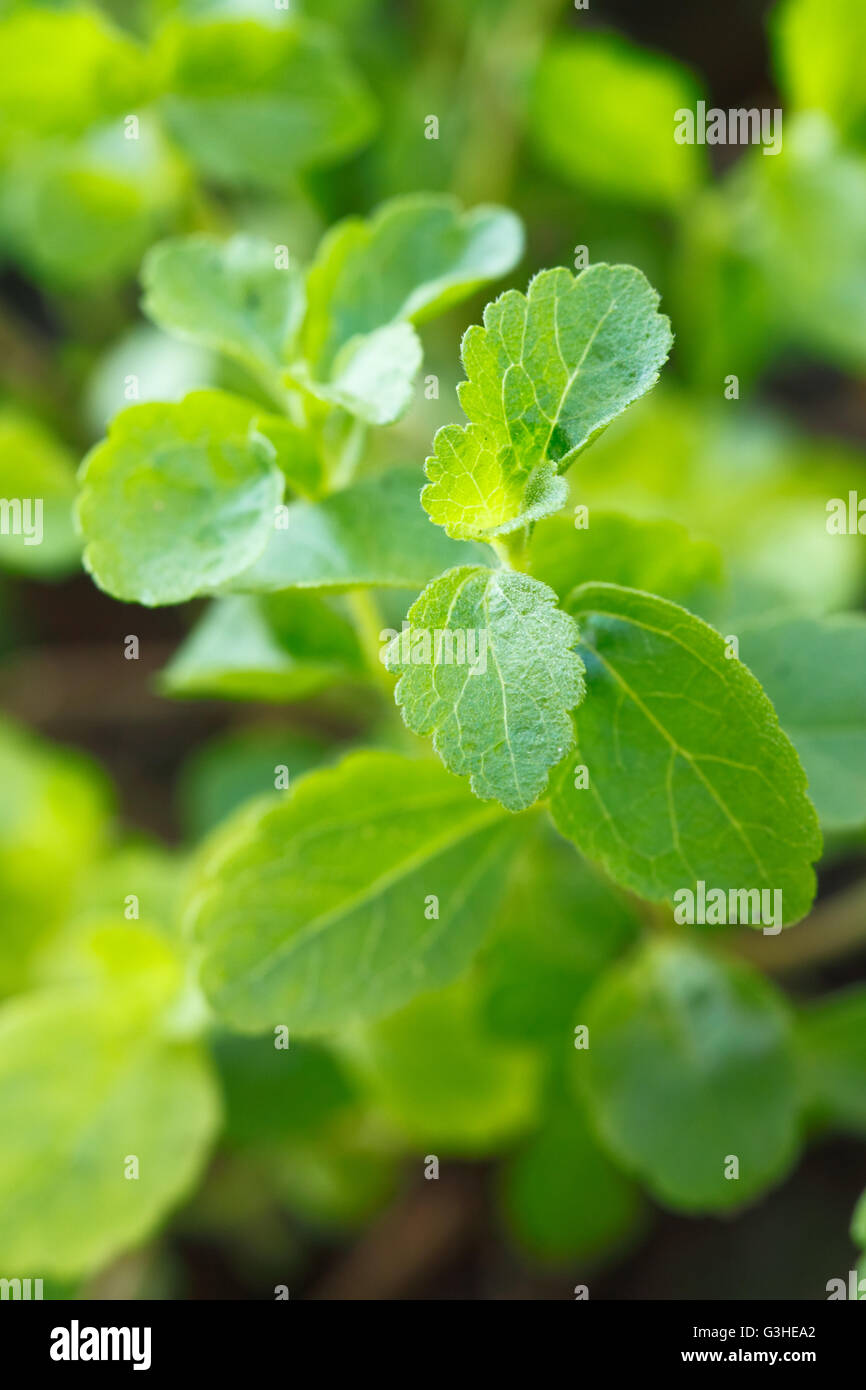 Stevia plant ; The native shrub plant of South America that use as a resource of sweetener in