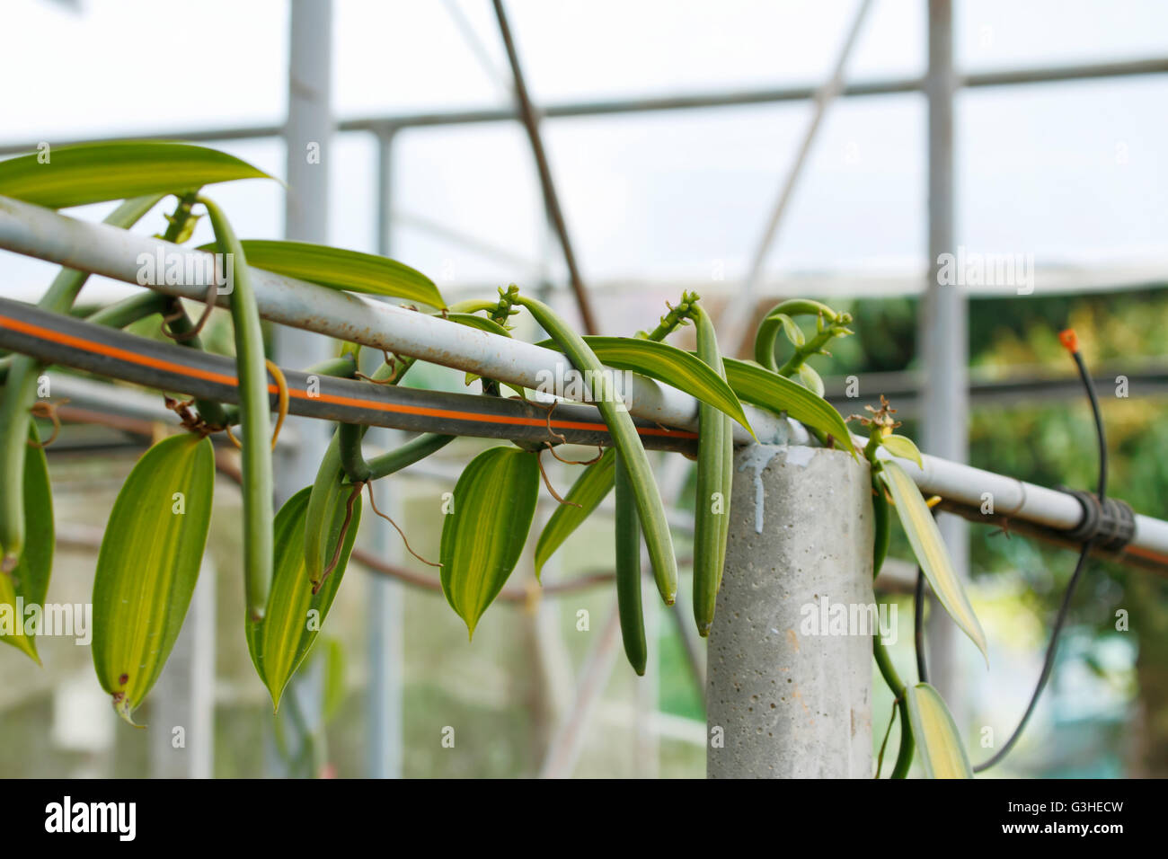 Vanilla fruit (vanilla bean, pod) , The Vanilla fruits are harvest and