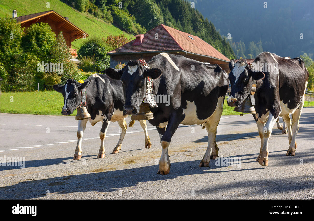 Cows on the annual transhumance at Charmey near Gruyeres, Fribourg zone on the Swiss alps Stock Photo