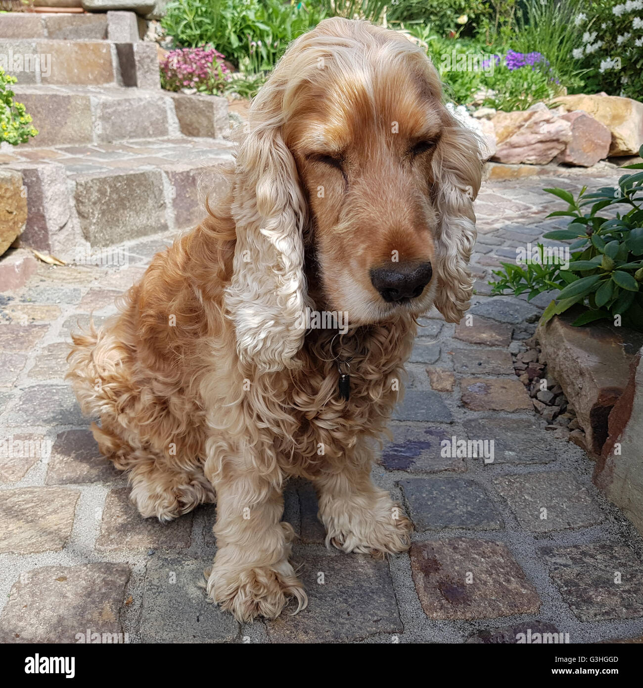 Cocker; Spaniel; Hund; Saeugetier; Bett; couch; muede Stock Photo