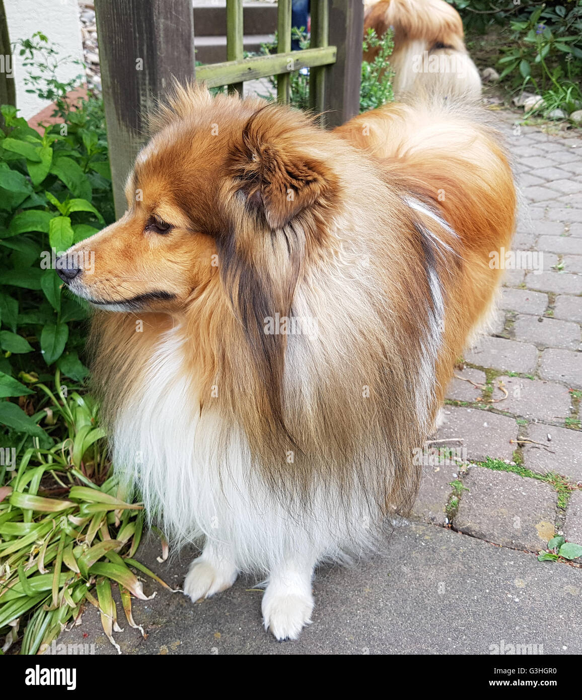 Mini sheltie hi-res stock photography and images - Alamy