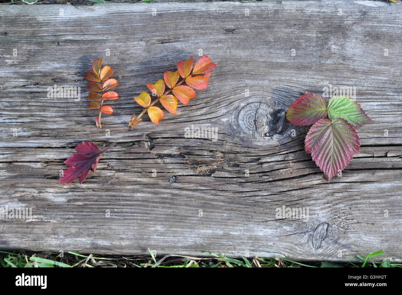 Autumn Leaves and Old Board Stock Photo