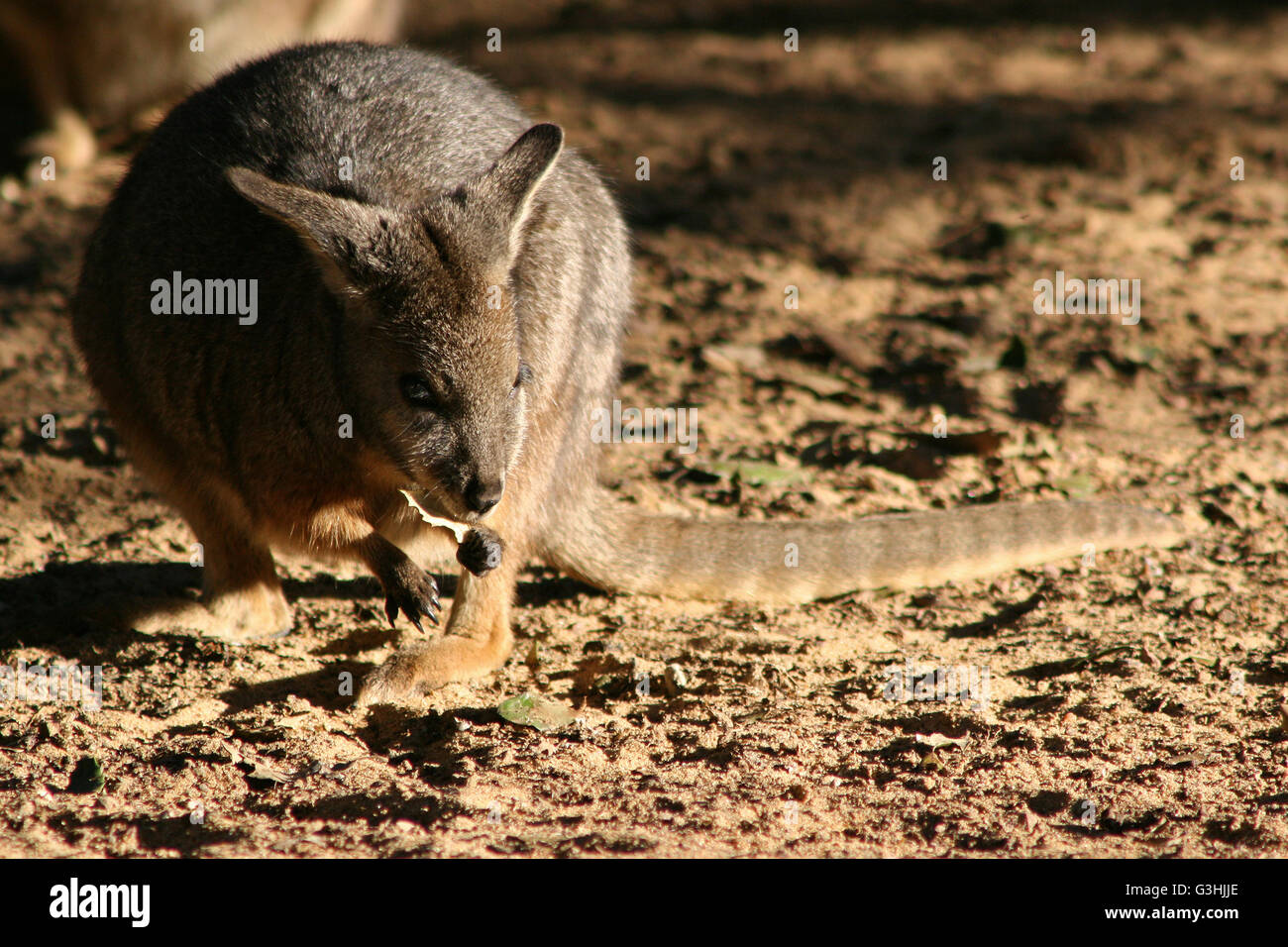 Wallaby in a zoo (France Stock Photo Alamy