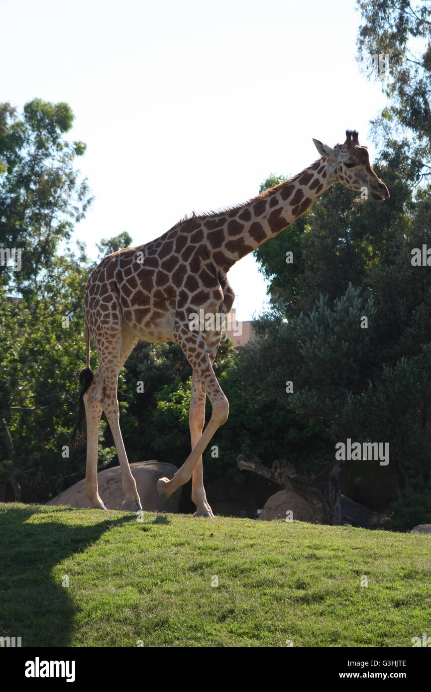 A giraffe walking across his enclosure at the zoo Stock Photo