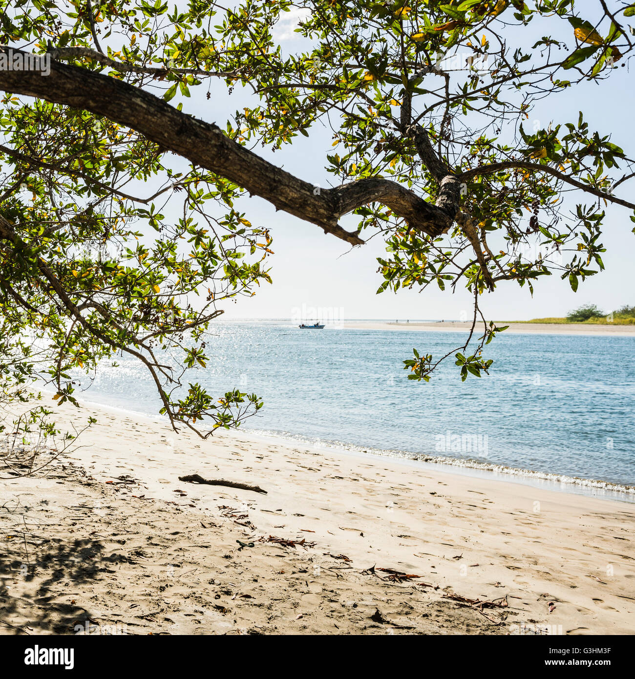 Tree At Tamarindo Beach Guanacaste Costa Rica Stock Photo Alamy