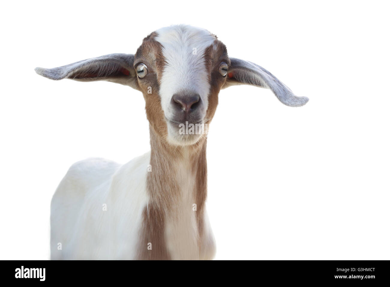 Goat white background hi-res stock photography and images - Alamy