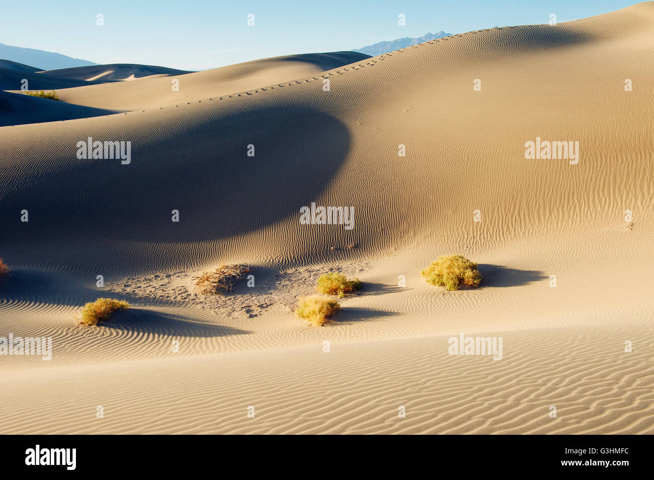 Desert grass and sand dunes, Death Valley, California, USA Stock Photo