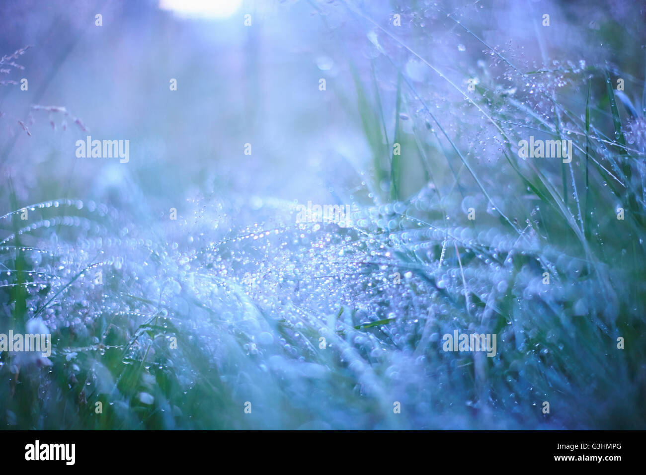 Morning dew on long grass Stock Photo