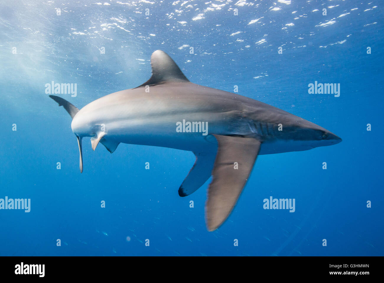 Silky shark (Carcharhinus falciformis) displays stressed behaviour: arched body and pectoral fins pointing downwards. This state can be observed while hunting, San Benedicto, Colima, Mexico Stock Photo