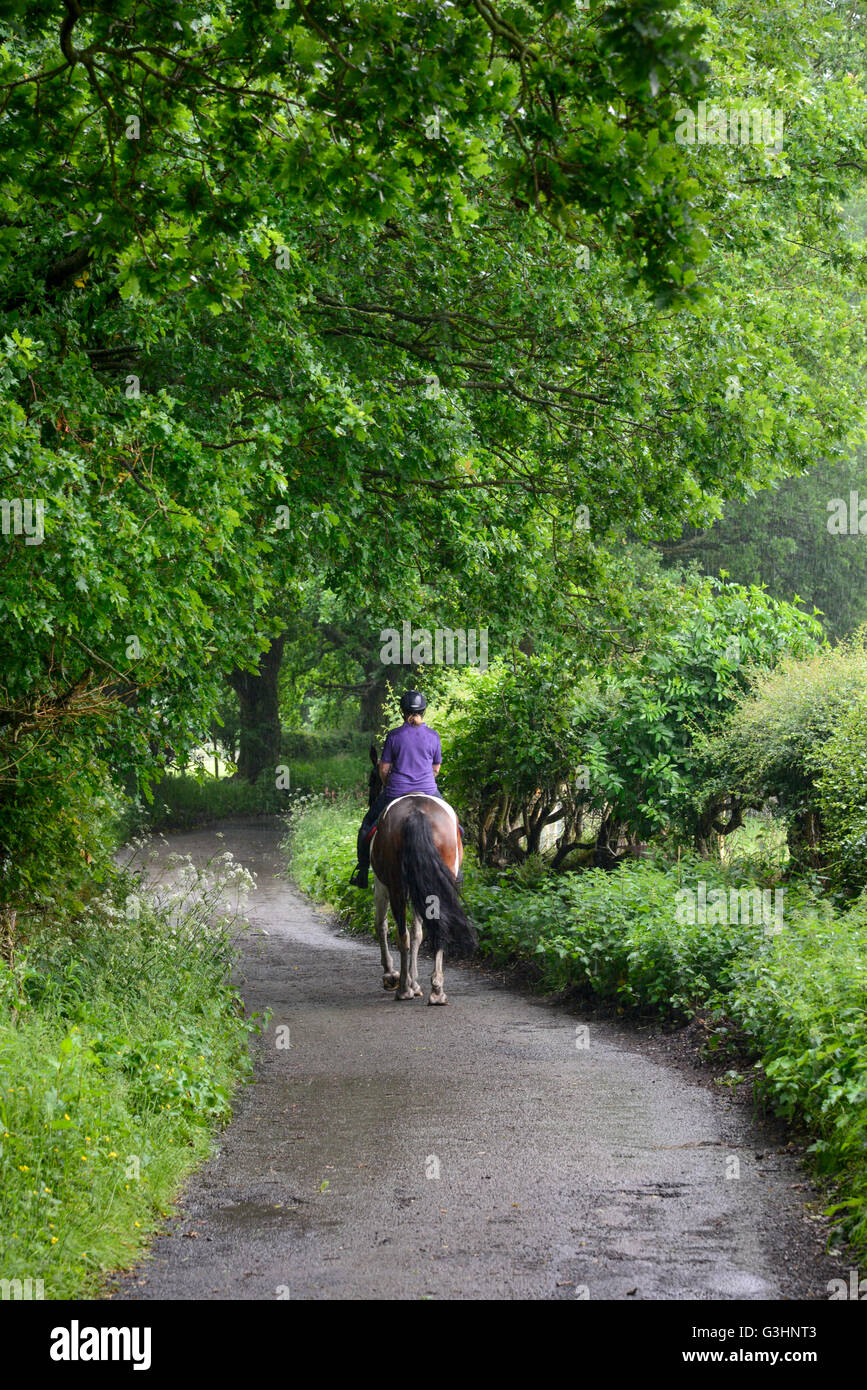 Horse rider on a country lane on a rainy summer day. Green foliage of