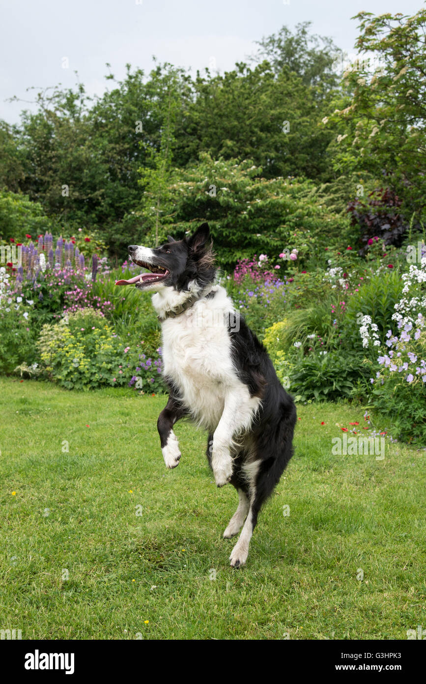 Border Collie dog having fun in a garden in summer. She is up on her back legs as if dancing. Stock Photo
