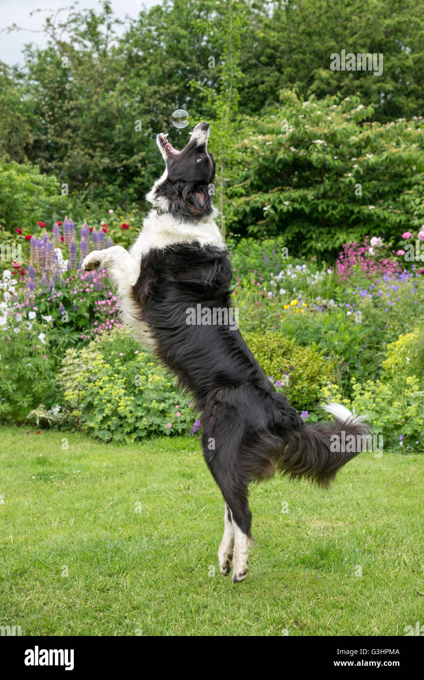 Border Collie dog having fun in a garden in summer. She jumps up in the air to catch a bubble. Stock Photo