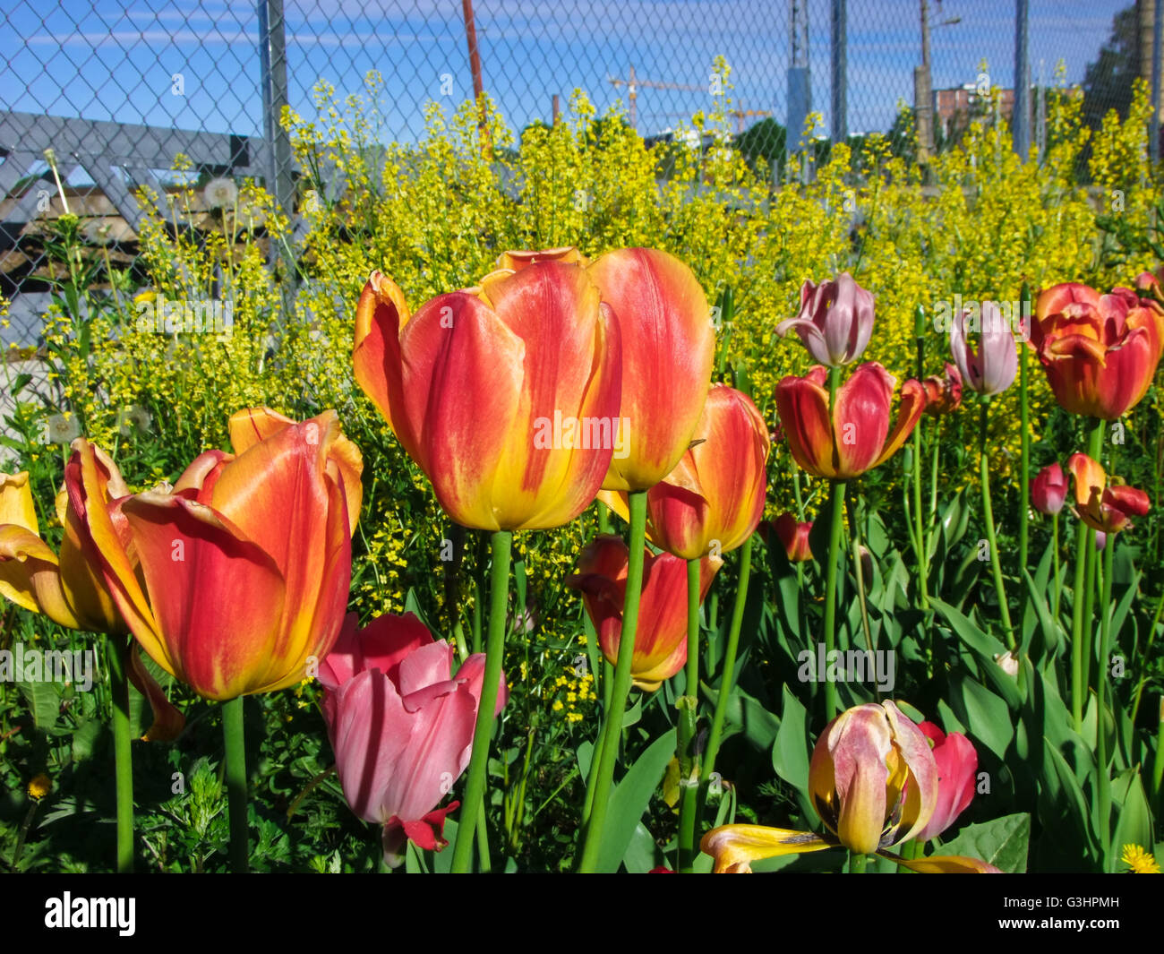 Wild tulip hi-res stock photography and images - Alamy