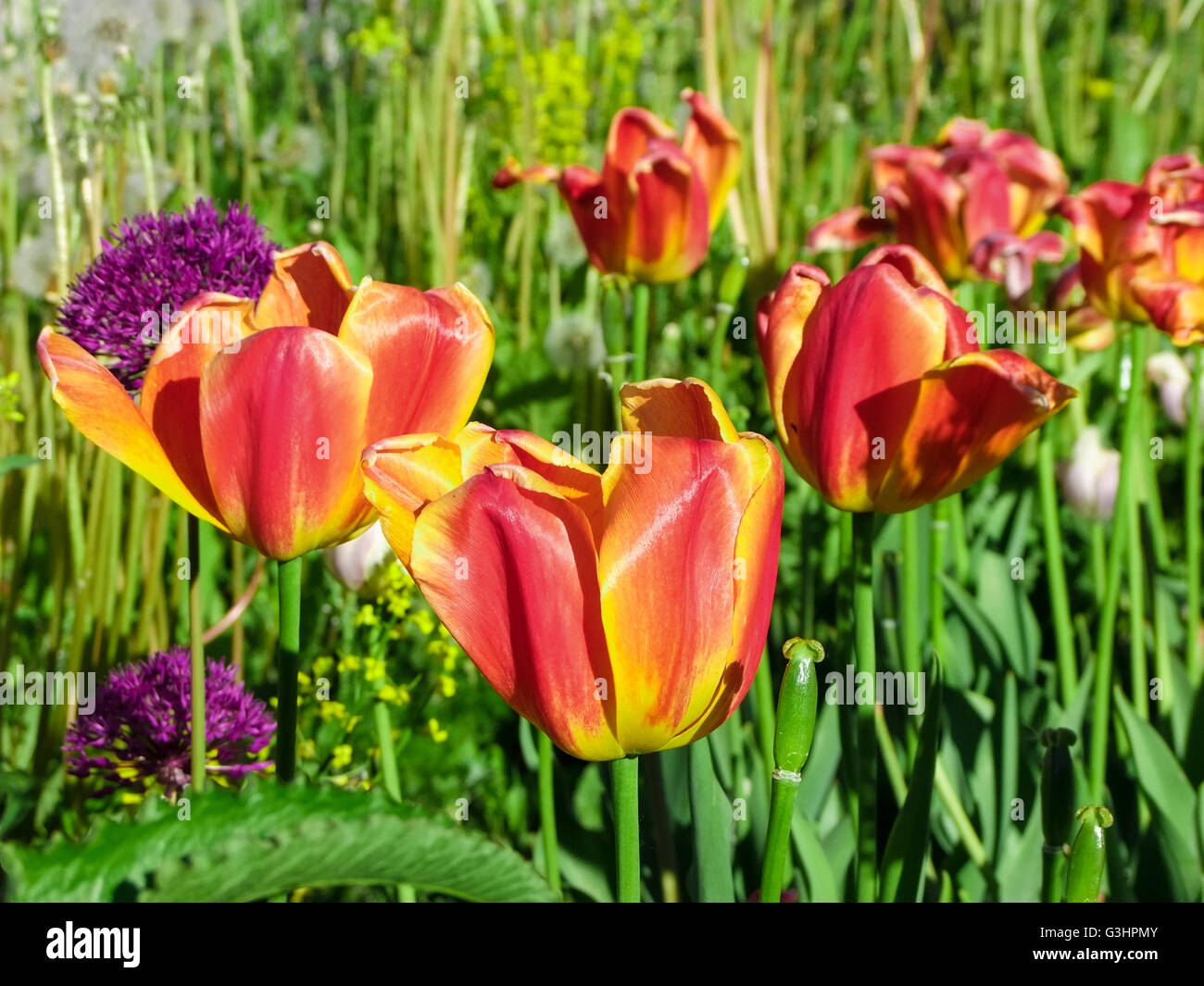 Yellow wild tulip hi-res stock photography and images - Alamy