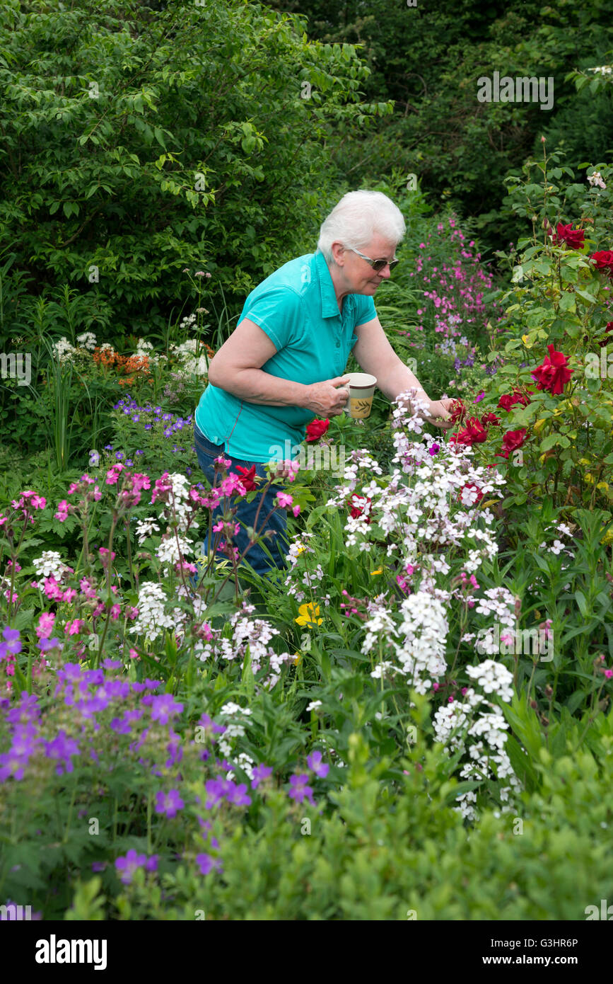 A mature lady stands admiring an English country garden in early summer. She holds a mug of tea. Stock Photo