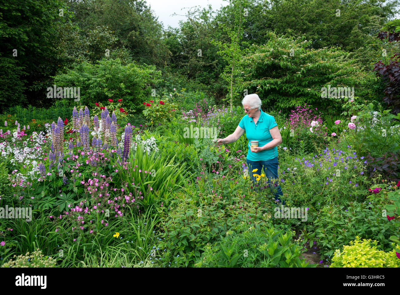 A mature lady stands admiring an English country garden in early summer. She holds a mug of tea. Stock Photo