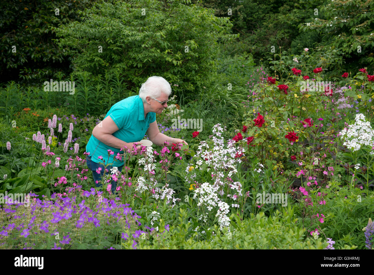 A mature lady holding a mug of tea walks round a garden in summer. She stands admiring the flowers. Stock Photo