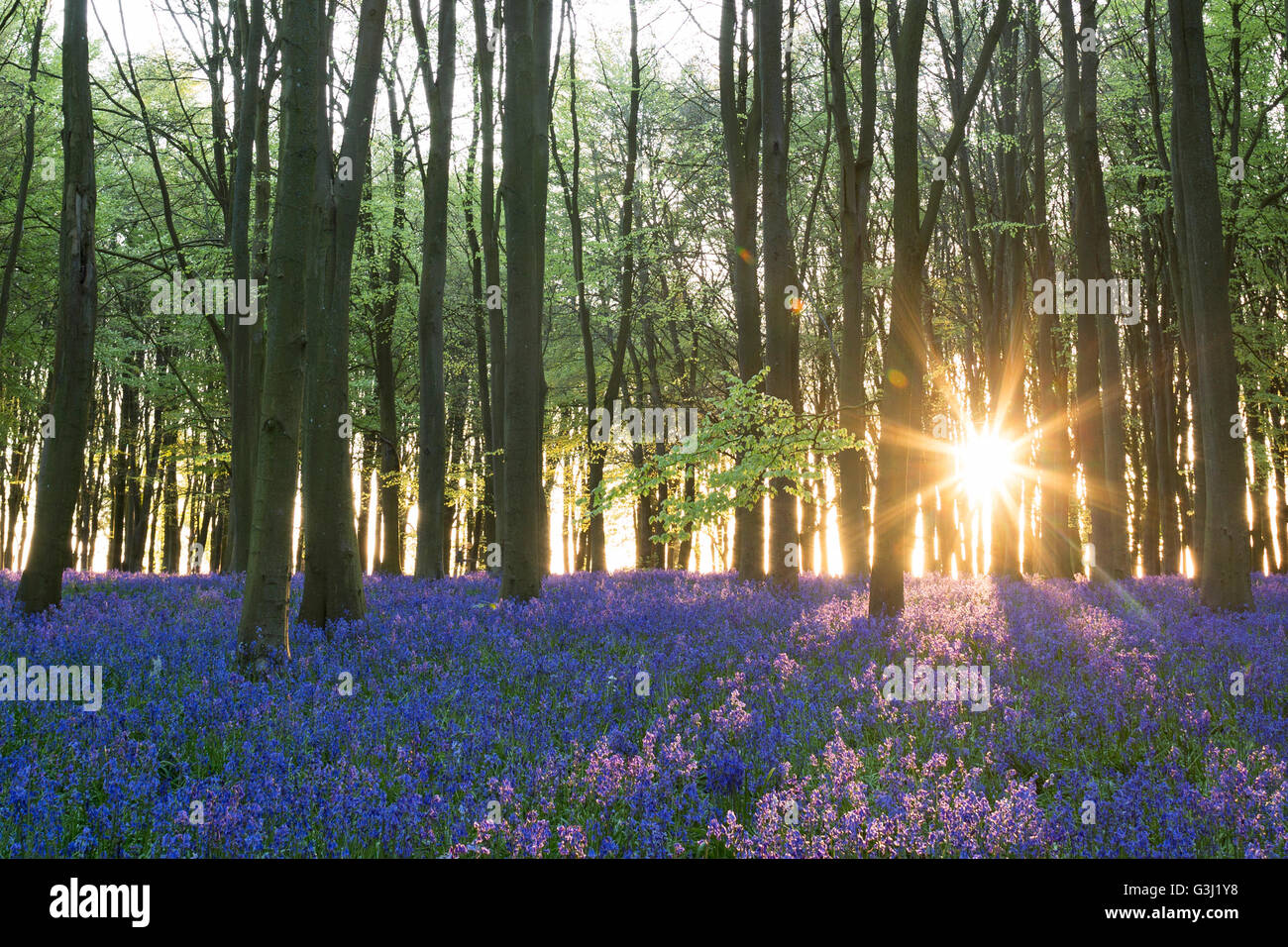 Bluebell wood sunrise, 'Badbury Clump', 'Badbury Hill', Oxfordshire, England, UK Stock Photo