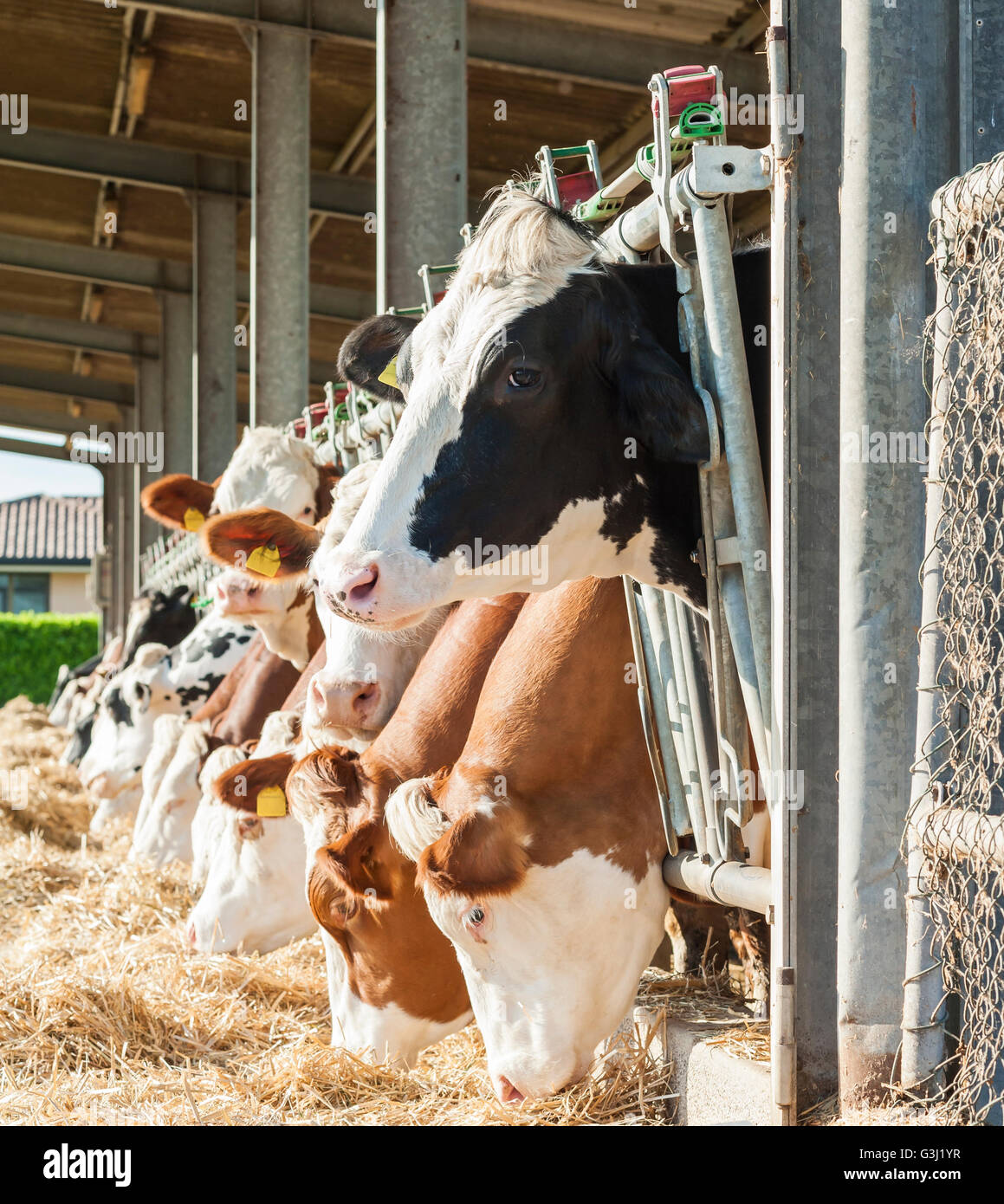 Many cows eating hay on feeding trough Stock Photo Alamy