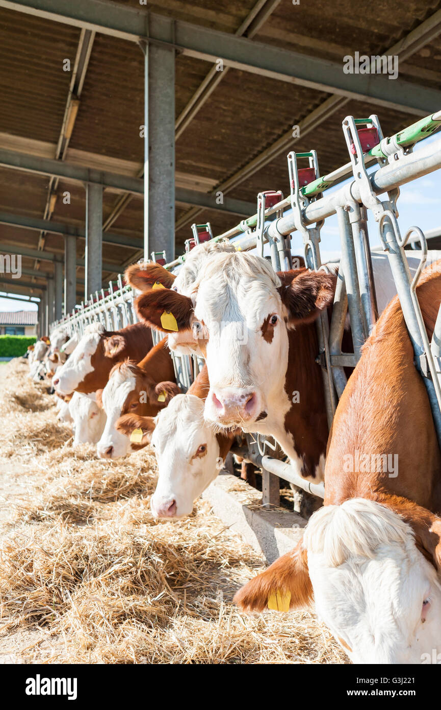 Many cows eating hay on feeding trough Stock Photo Alamy