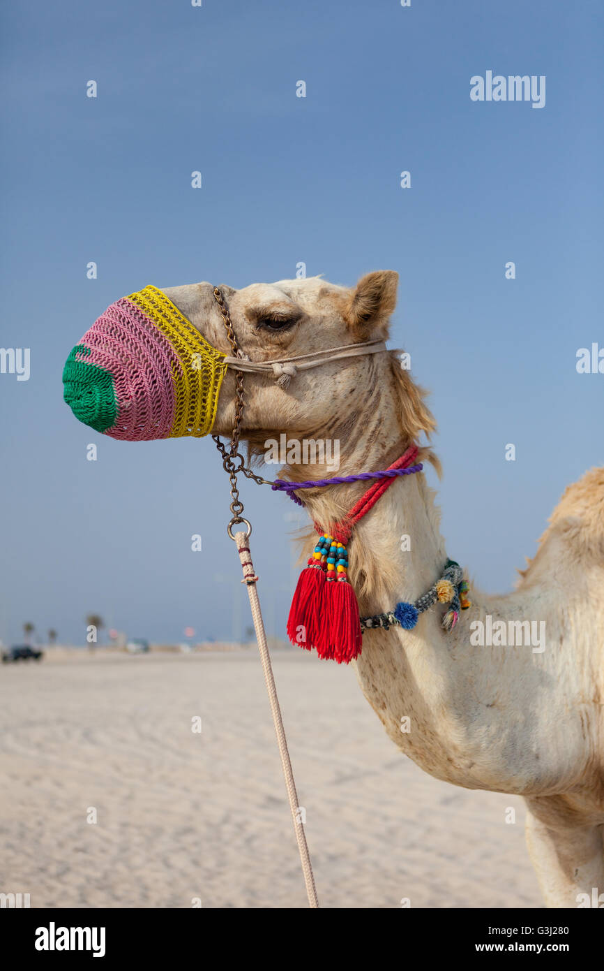 Camel at Sealine, Qatar at beginning of a desert safari experience. Camel rides. Stock Photo