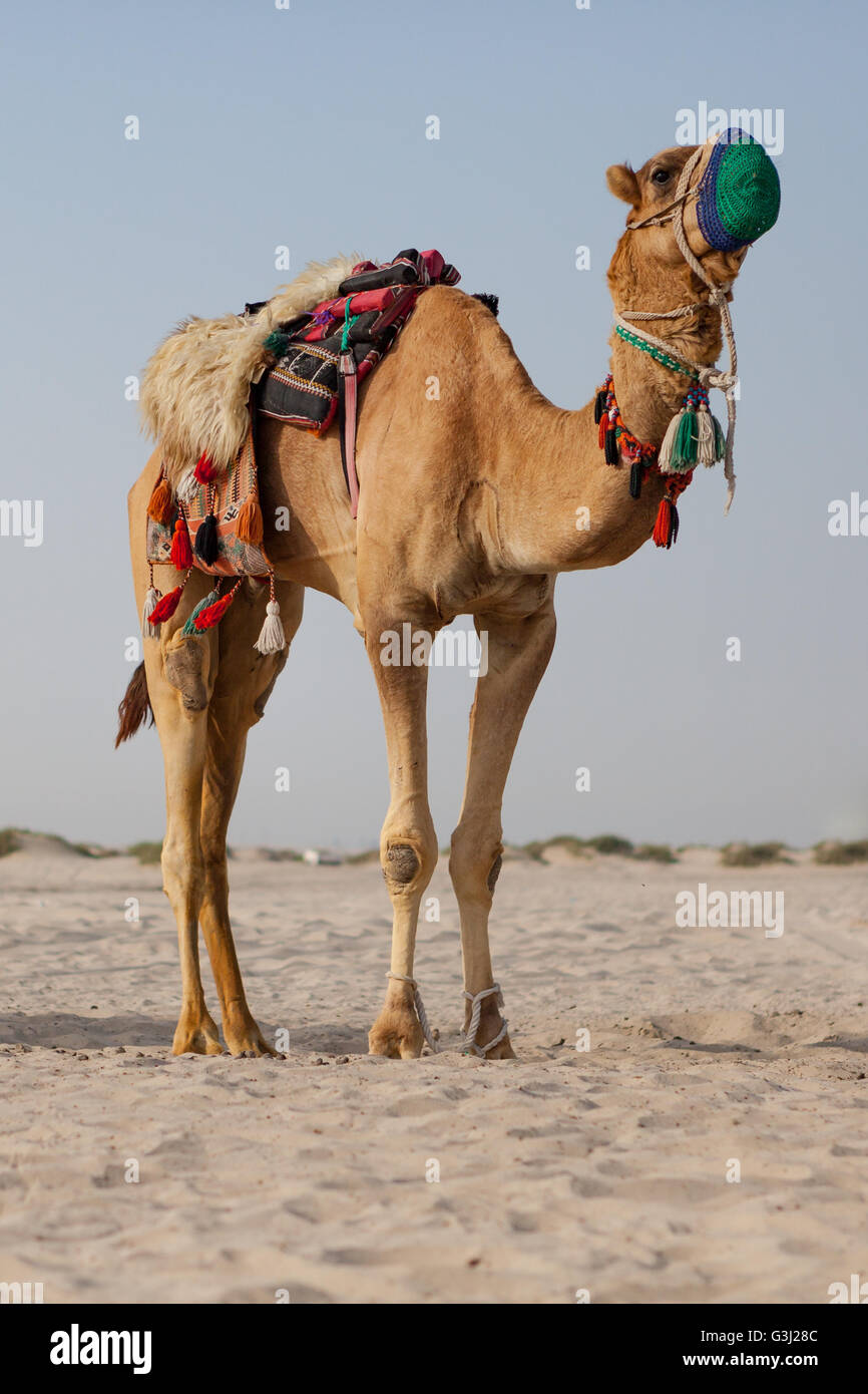 Camel at Sealine, Qatar at beginning of a desert safari experience. Camel rides. Stock Photo