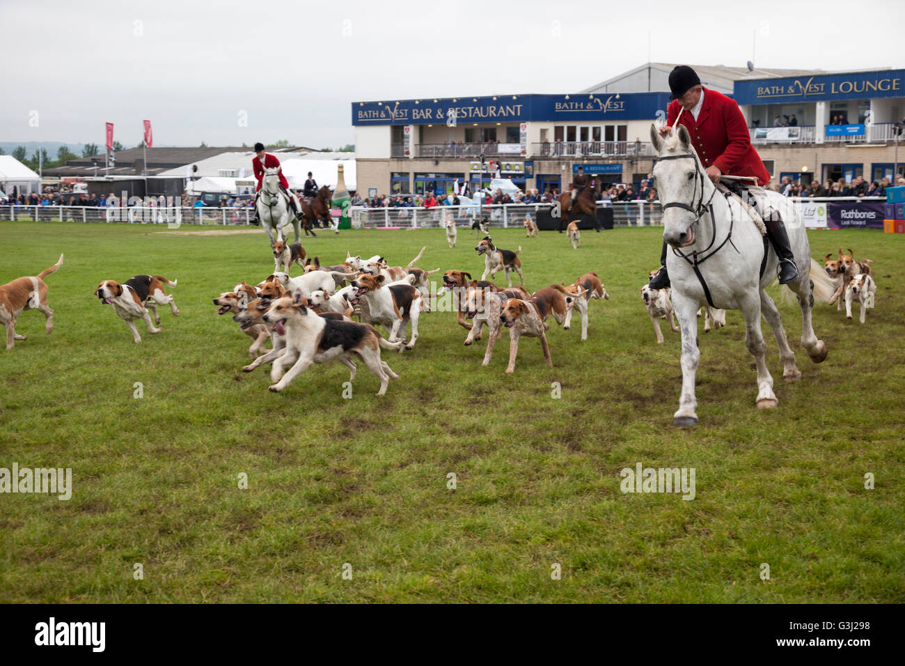 The Blackmore & Sparkford Vale Foxhounds at the Royal Bath & West Show, Shepton Mallet, Somerset, England, UK Stock Photo