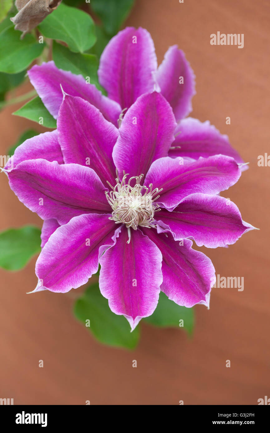 Close up of Clematis -  Dr Ruppel trailing from a terracotta garden pot, England, UK Stock Photo